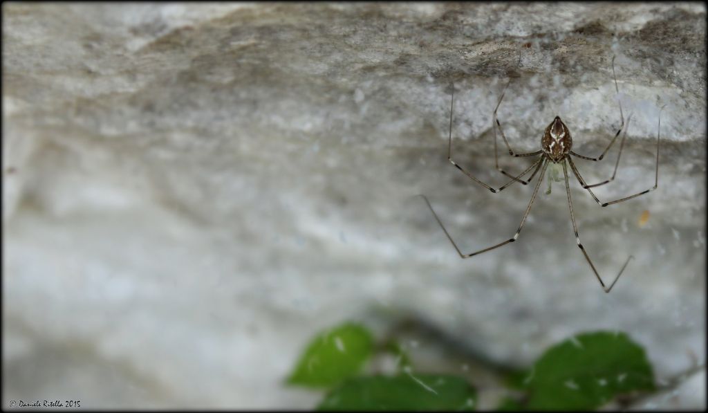Femmina di Holocnemus pluchei - Venafro (IS)